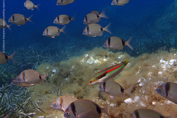 Meilleurs spots de snorkeling de Méditerranée