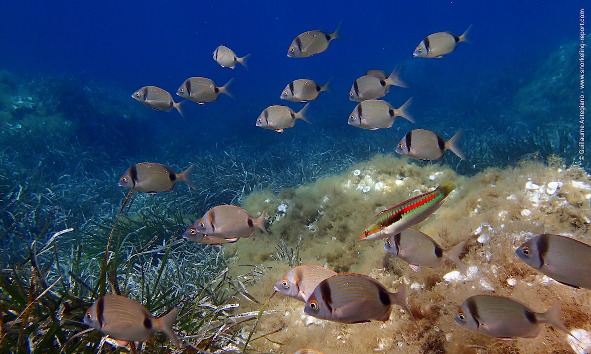 Colorful fish in Port Cros National Park