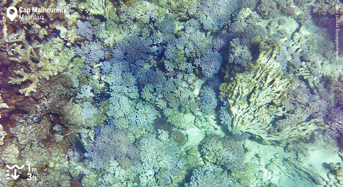 Corals at Cap Malheureux