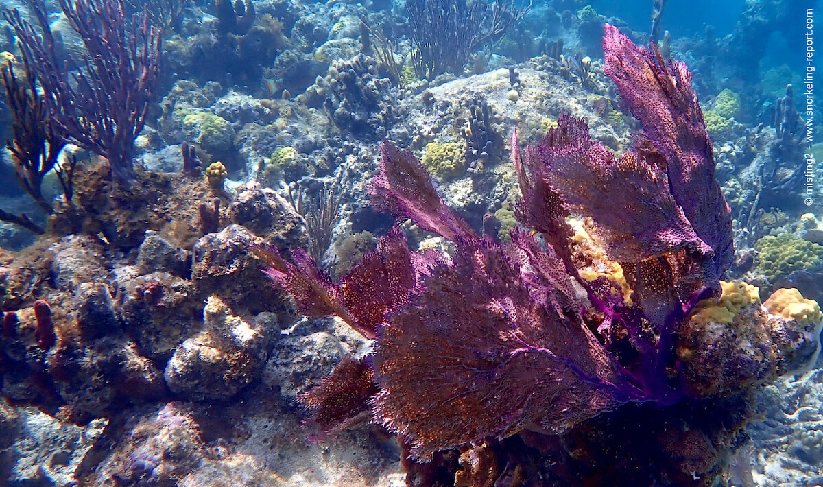 Coral and sea fans at Smith's Reef, Providenciales