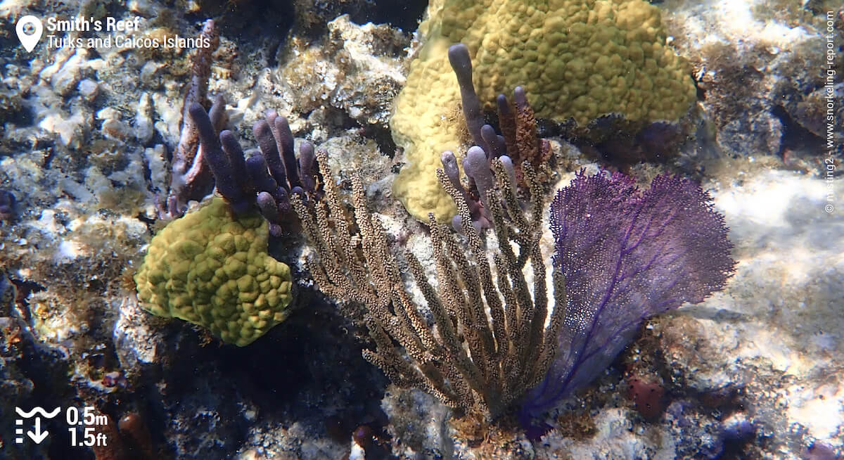 Coral and sea fans at Smith's Reef