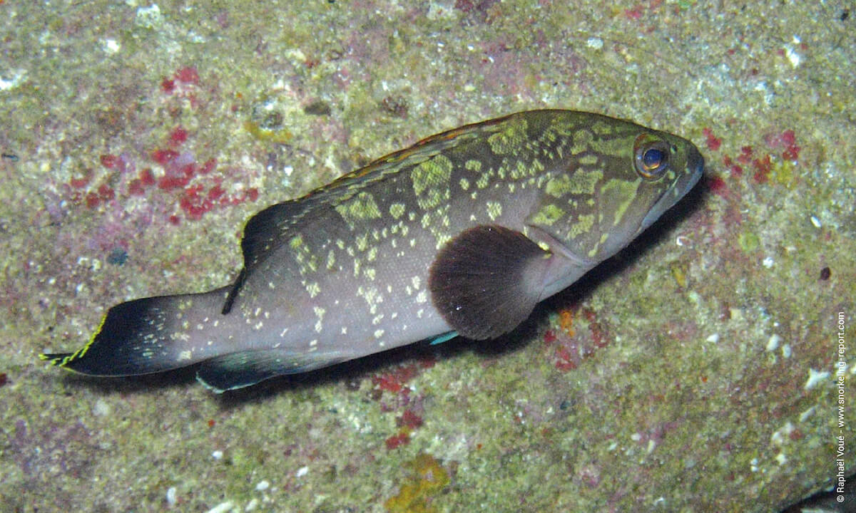 Dusky grouper in Cala Rossa