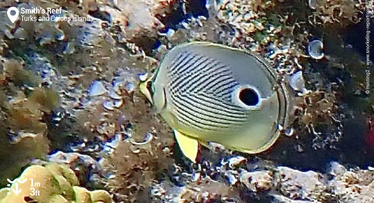 Foureye butterflyfish at Smith's Reef