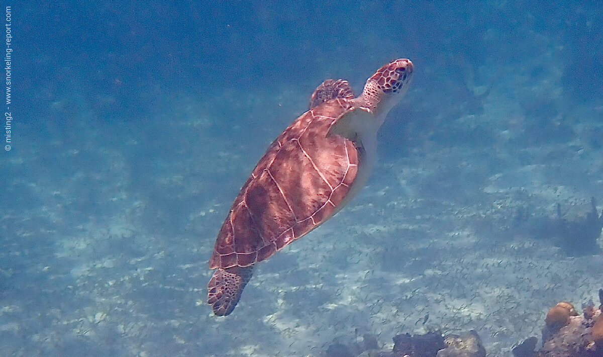 Green sea turtle in Bight Park