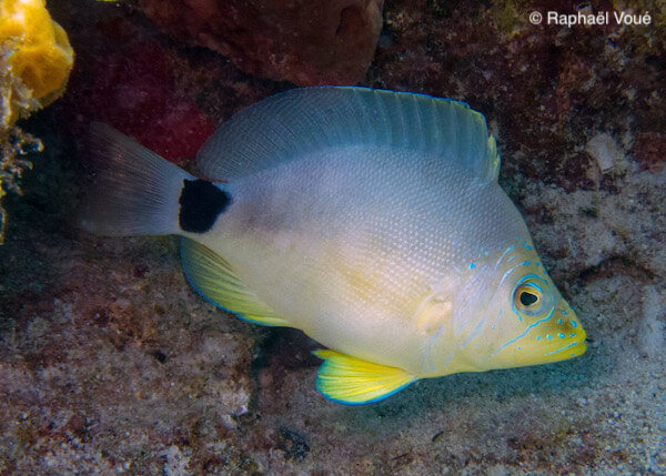 Hypoplectrus unicolor