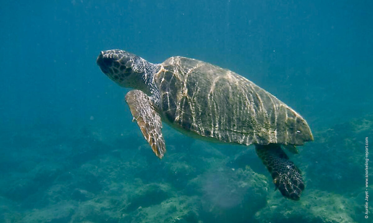 Loggerhead sea turtle in Cameo Island