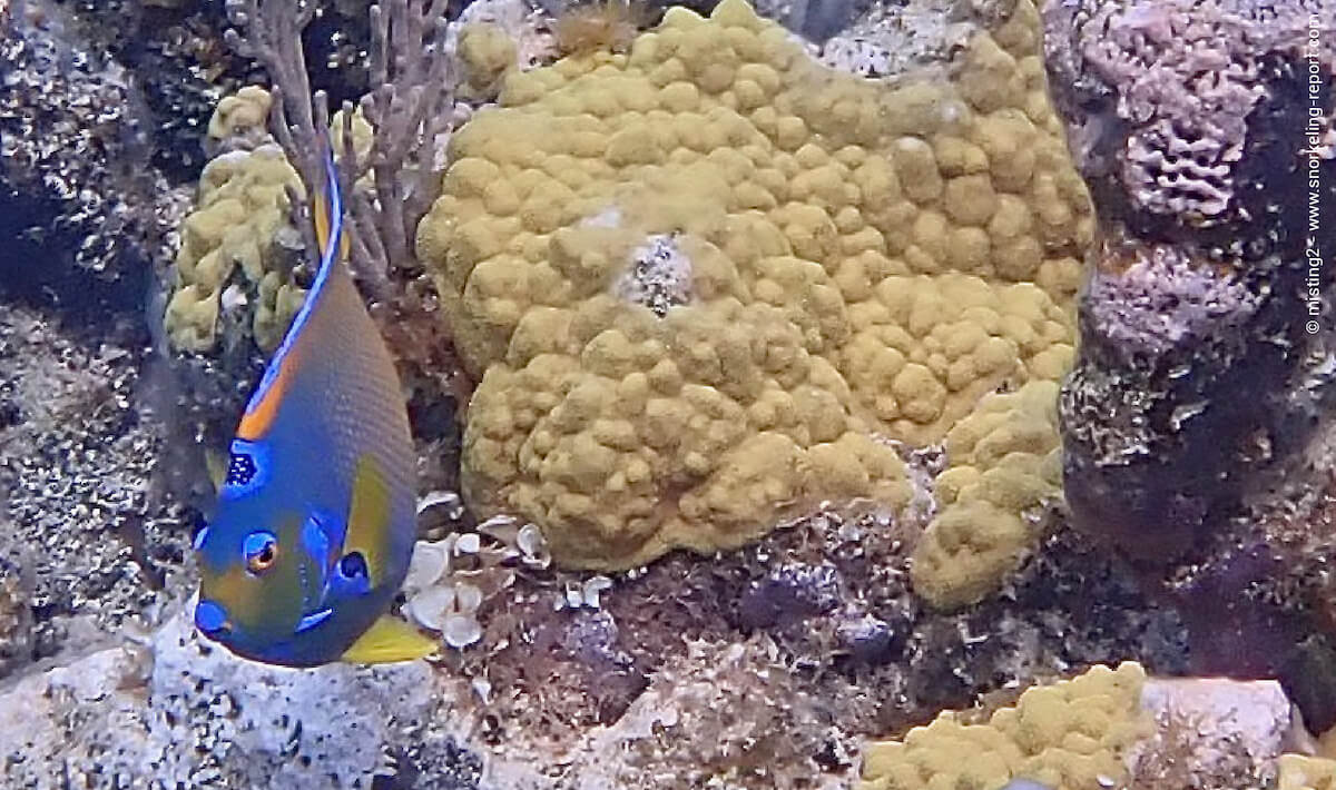 Queen angelfish at Smith's Reef