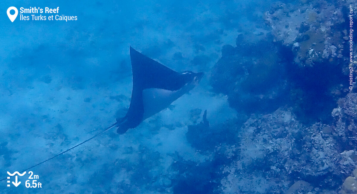 Raie léopard à Smith's reef