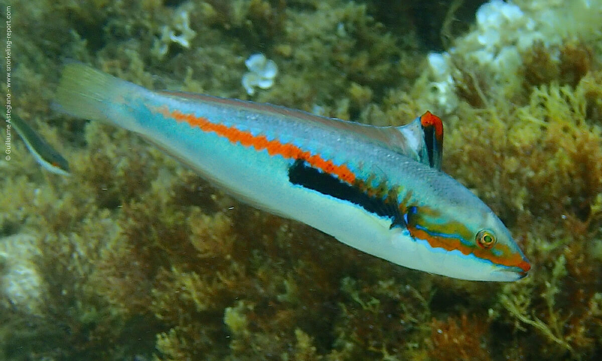 Rainbow wrasse in Lavezzi Islands