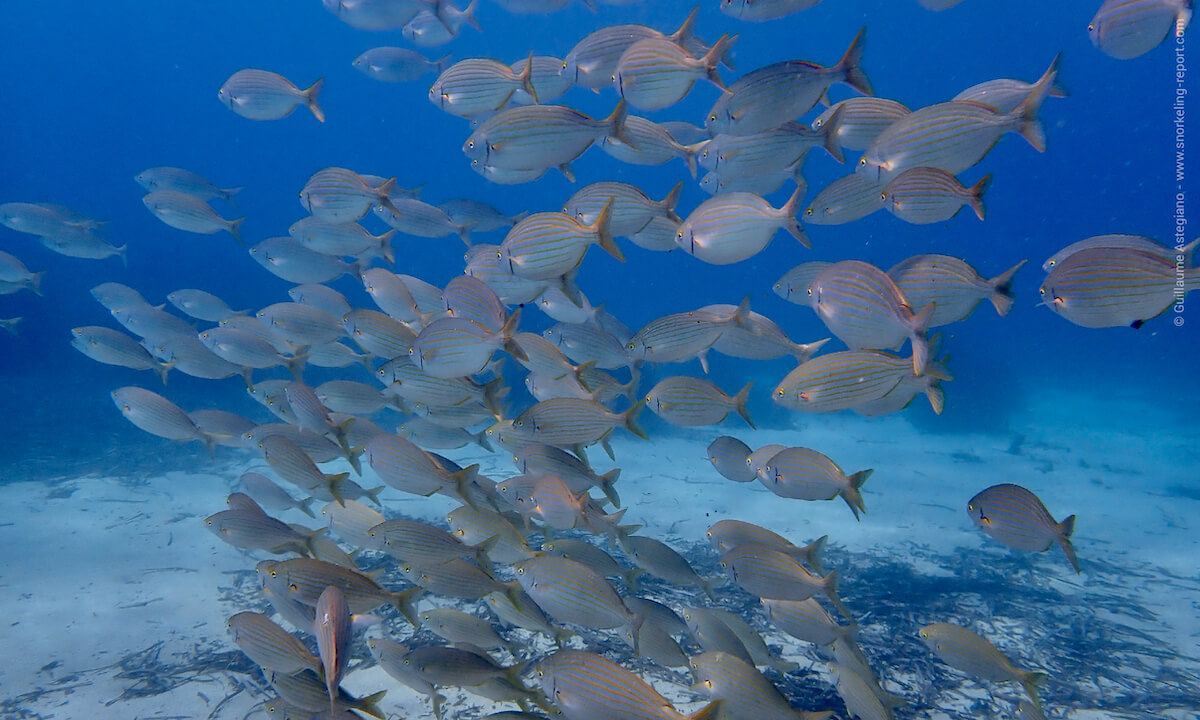 School of salema porgy in Medes Islands