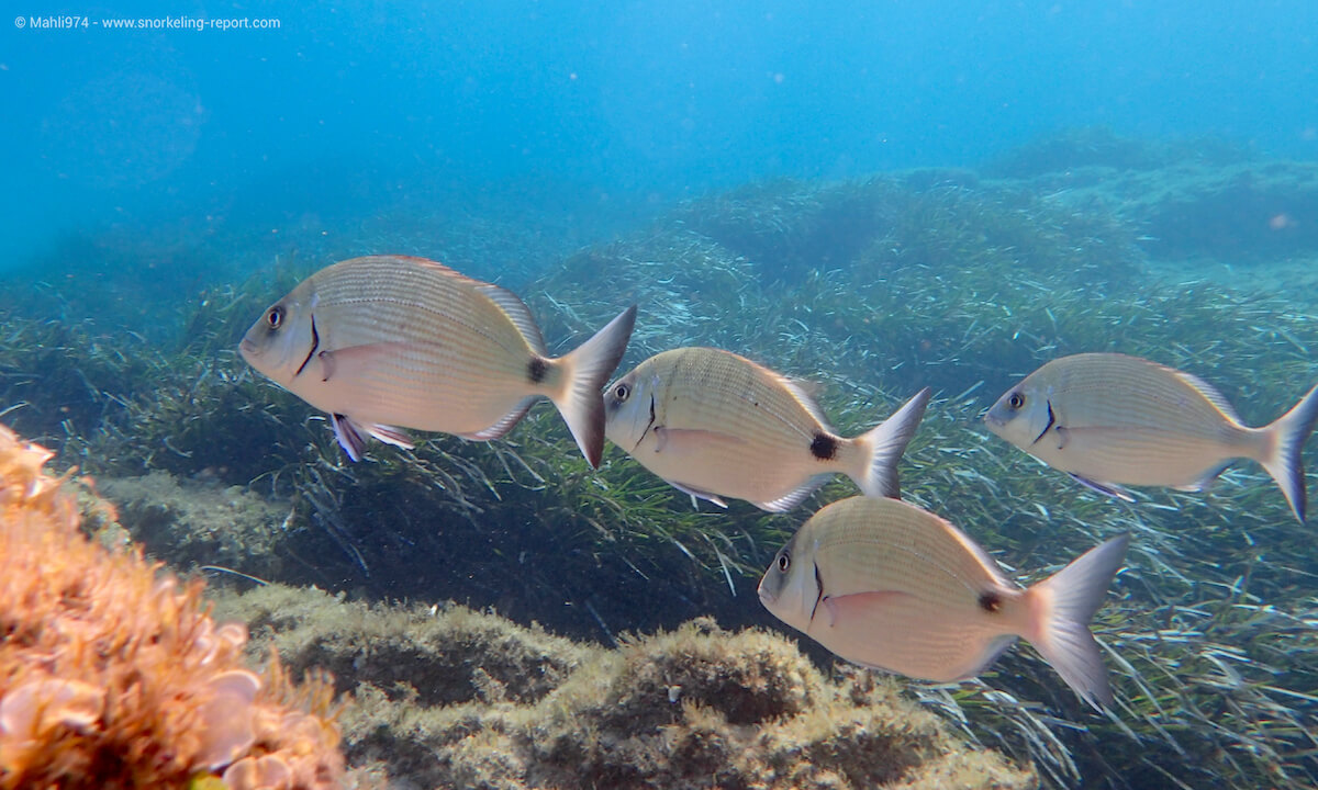 School of sargo in Palombaggia Beach