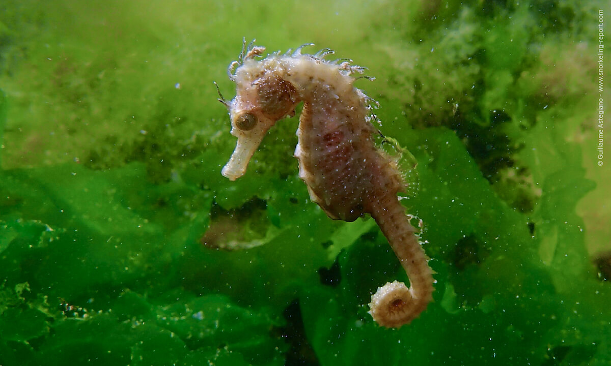 Seahorse in South France