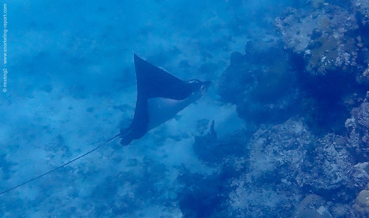 Spotted eagle ray at Smith's Reef