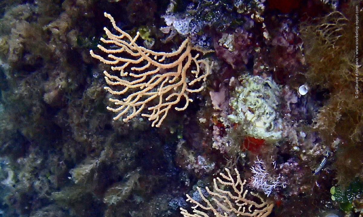 Yellow gorgonian in South France