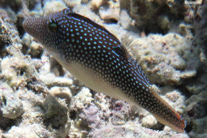 Canthigaster margaritata