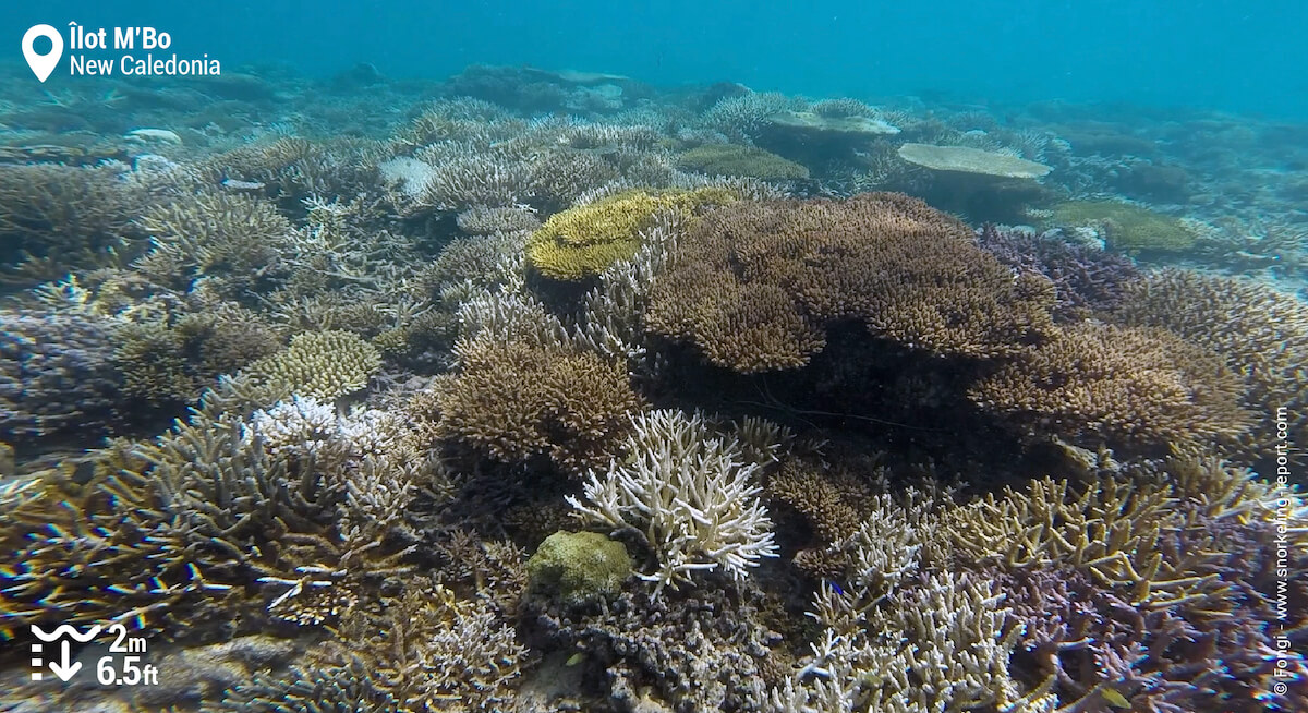 Coral reef at Ilot Mbo