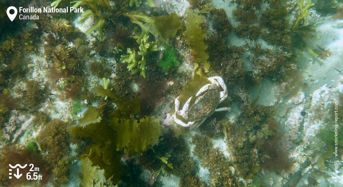 Crab in Forillon National Park