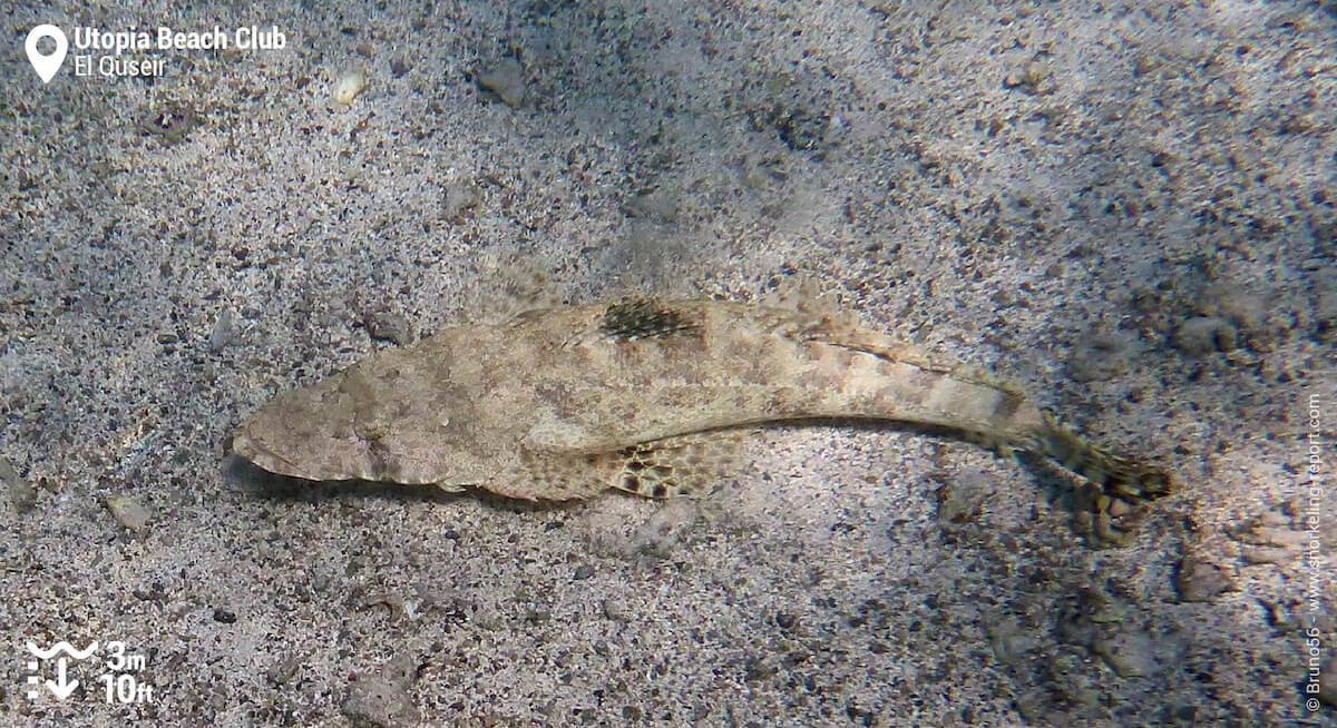 Crocodilefish at Utopia Beach Club