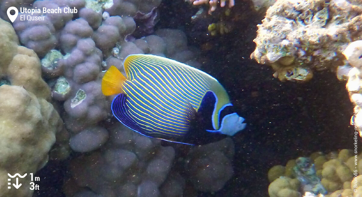 Emperor angelfish at Utopia Beach Club