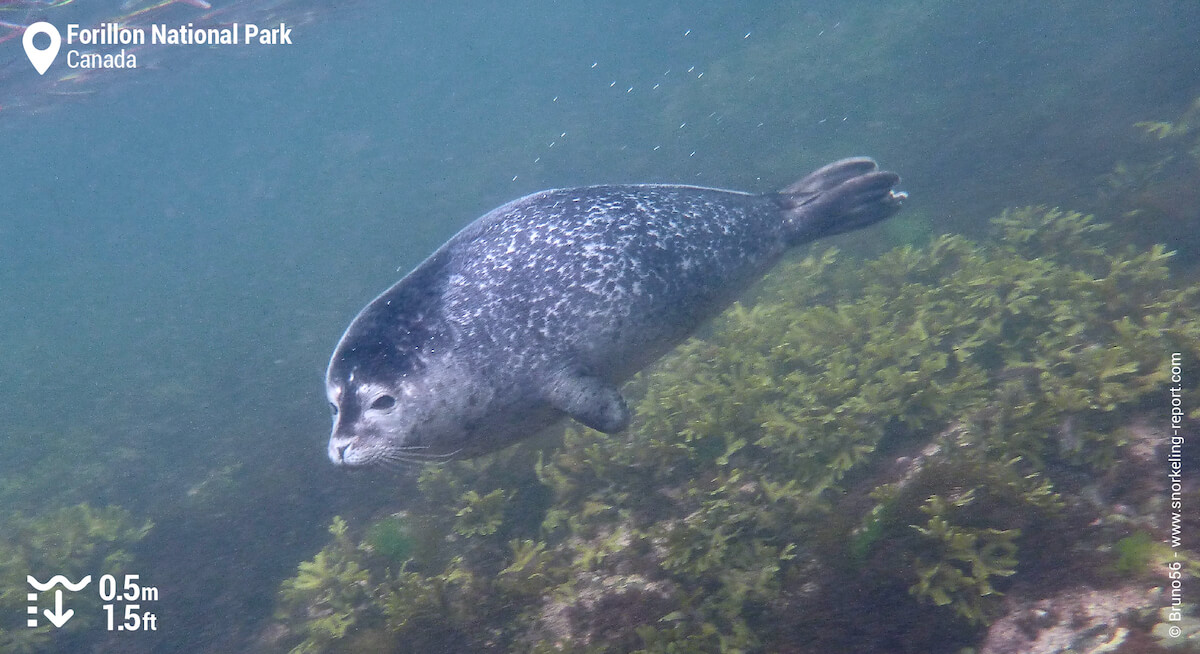 Harbor seal in Forillon National Park