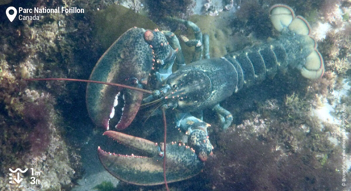 Homard au Parc National Forillon