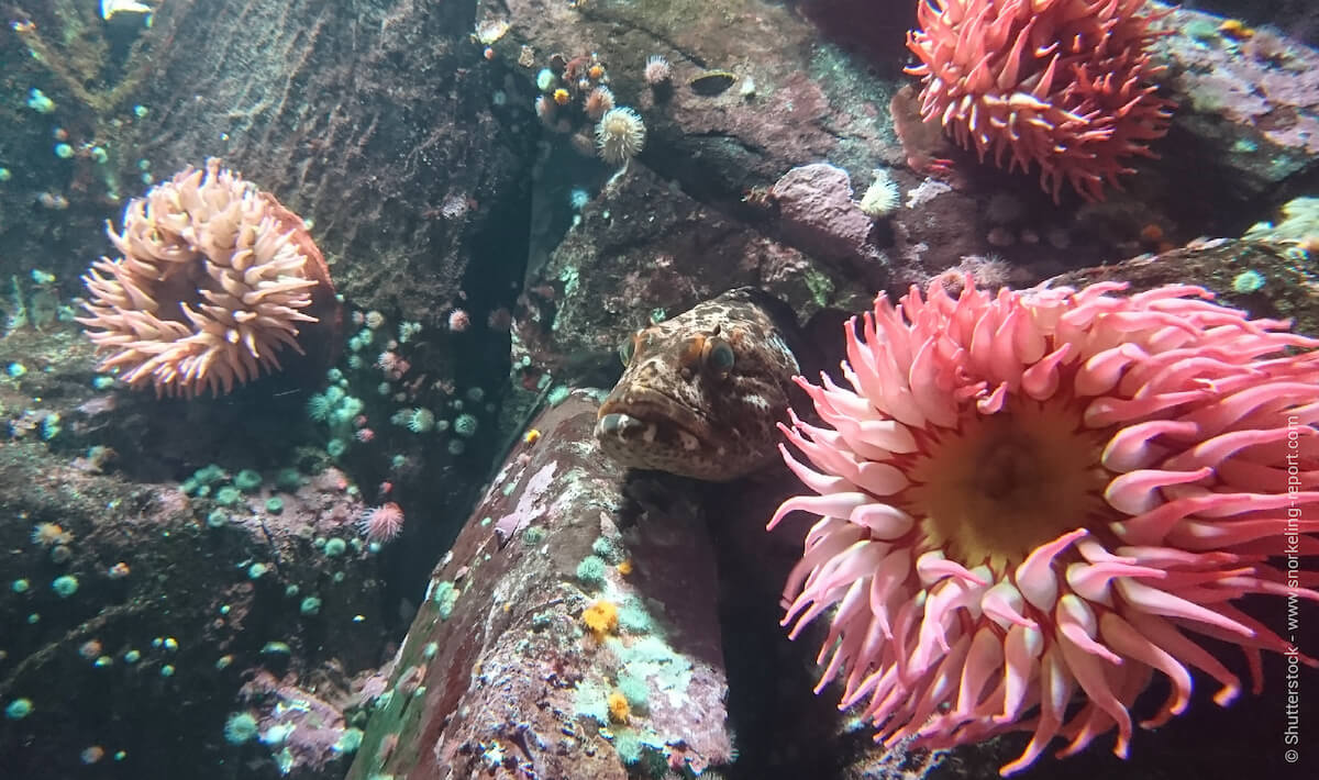 Lingcod and sea anemones in Vancouver Island