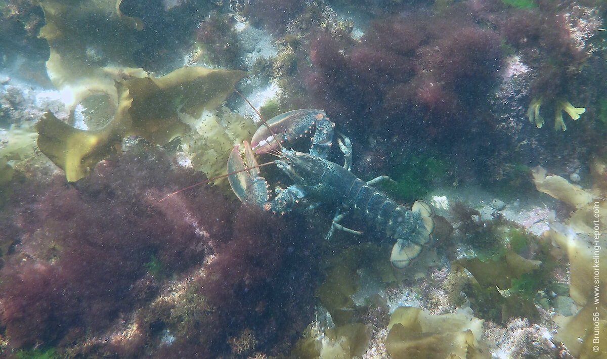 Lobster in Forillon National Park