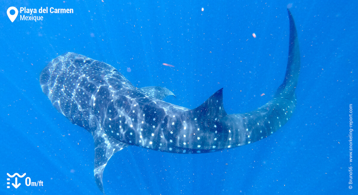 Requin-baleine à Cancun