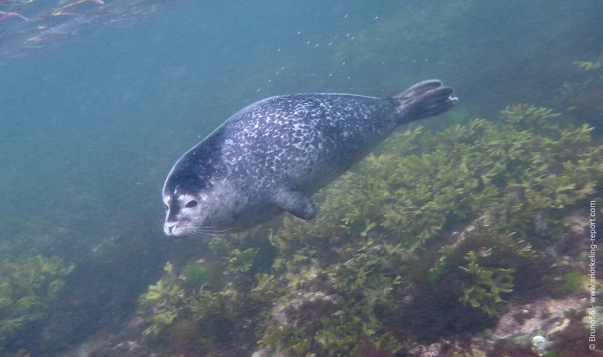 Seal in Forillon National Park