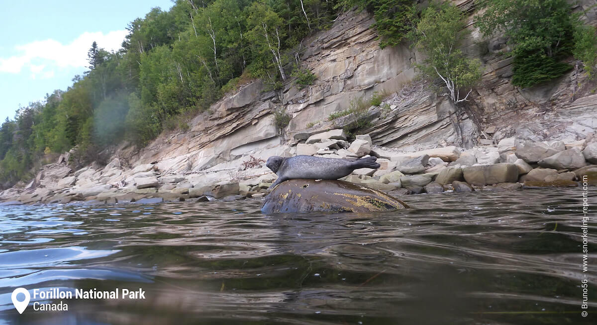 Seal on a rock