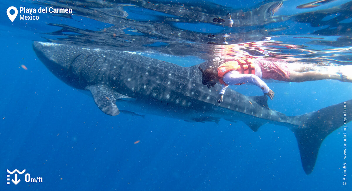 Snorkeler with a whale shark in Cancun