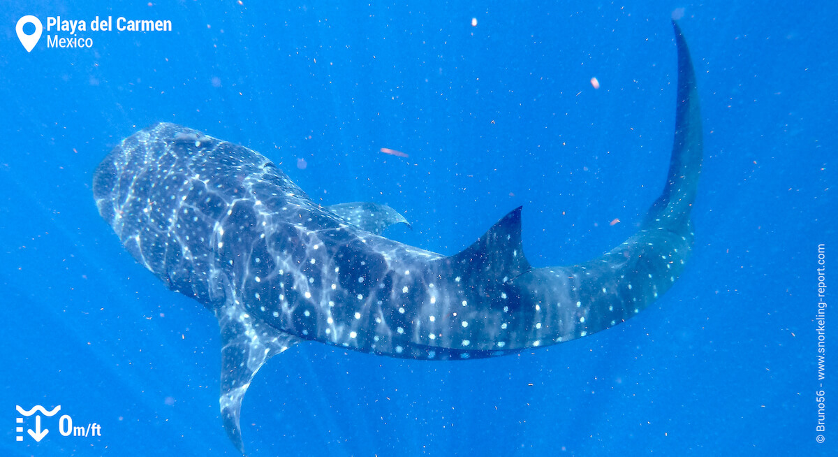 Whale shark in Cancun