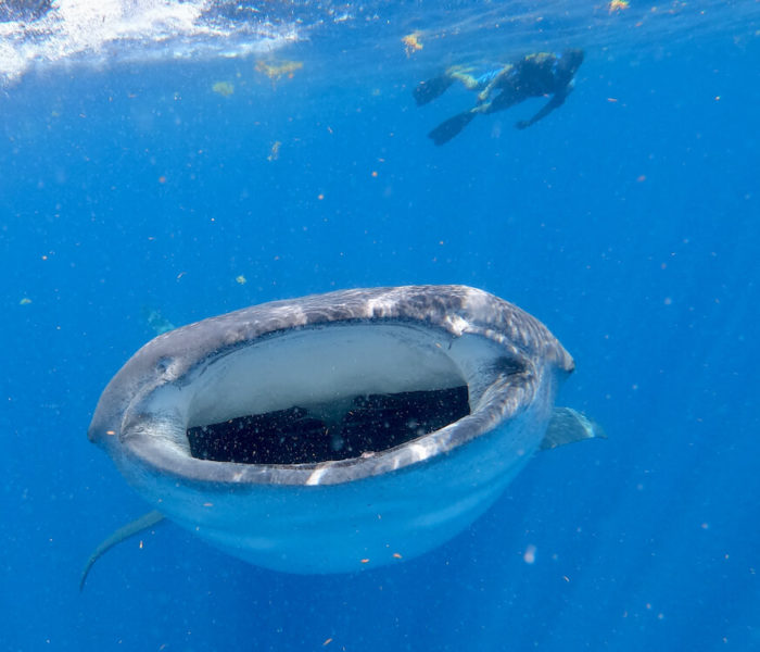 Snorkeling with Whale Sharks