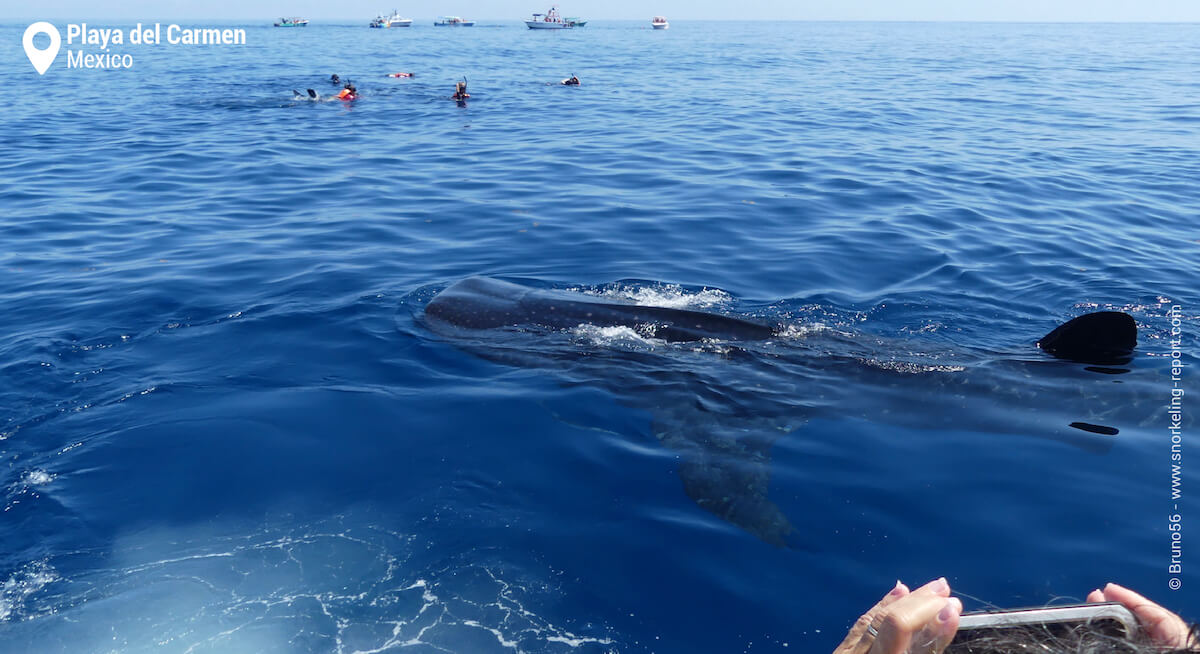 A whale shark seen at the surface from a boat in Mexico