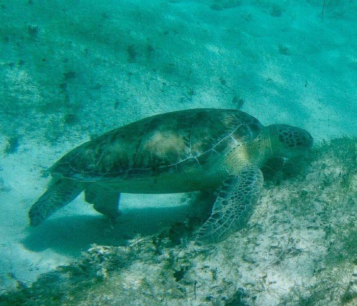 Anse du Grand Cul-de-Sac