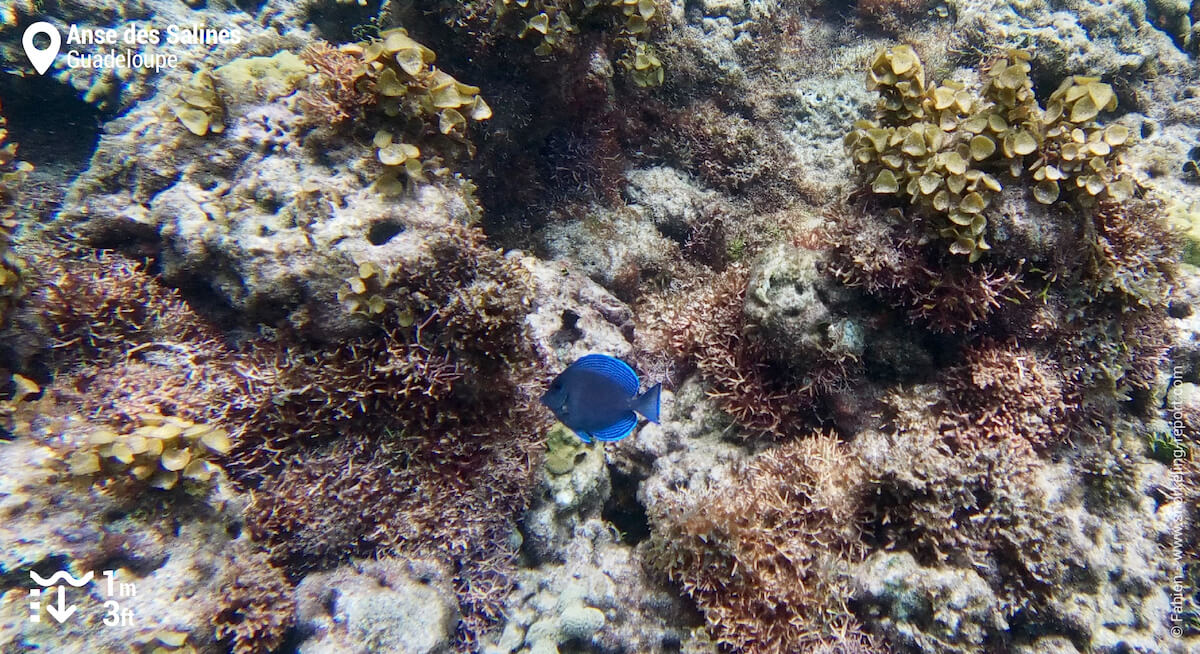 Chirurgien bleu dans le lagon de l'Anse des Salines