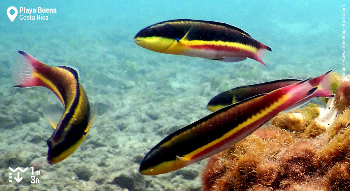 Juvenile cortez rainbow wrasse in Playa Buena