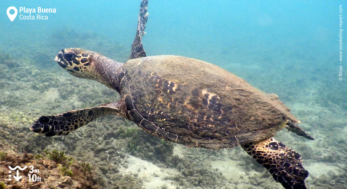 Hawksbill sea turtle in Playa Buena