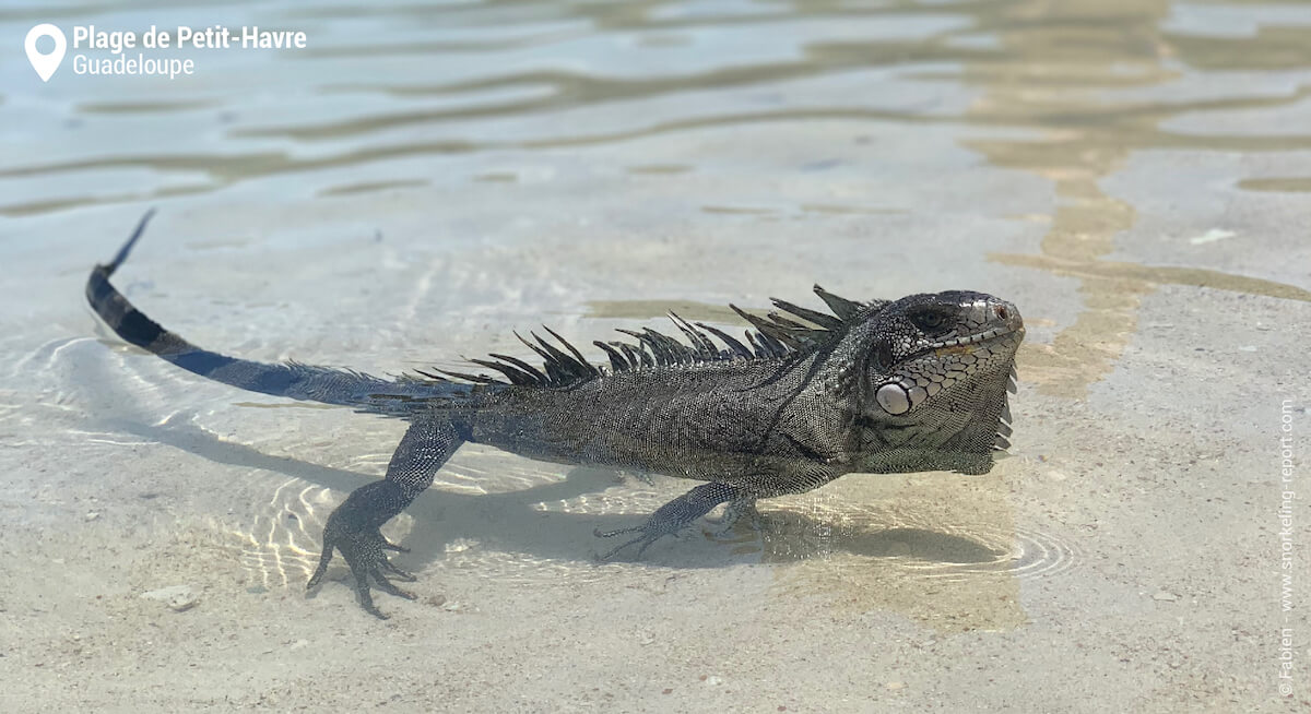 Iguane vert à la Plage de Petit-Havre