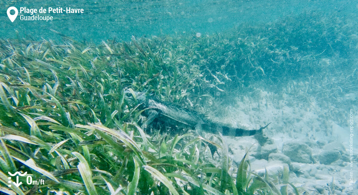 Iguane vert sous l'eau à la plage de Petit-Havre