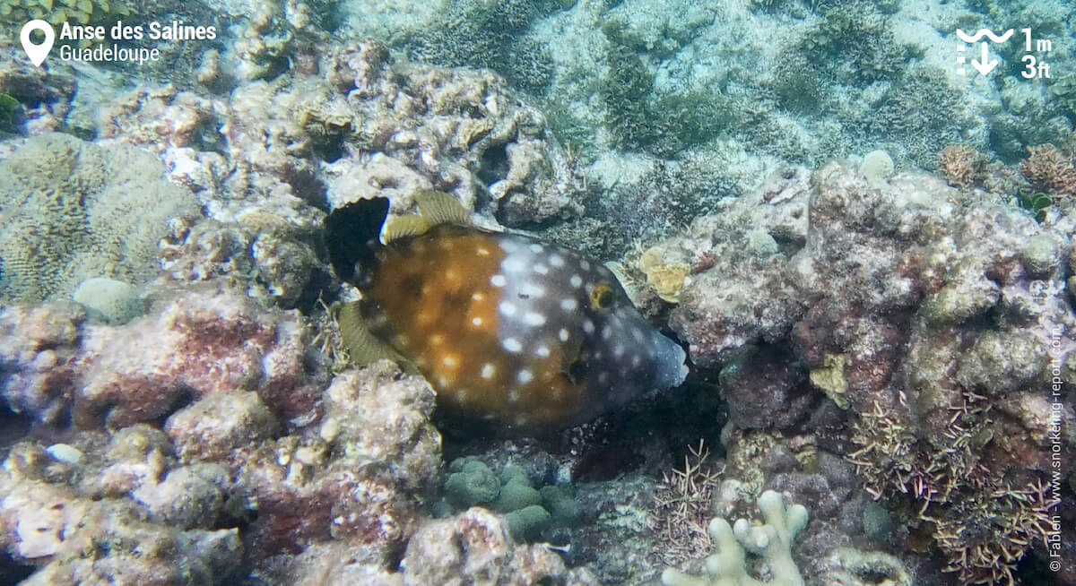 Poisson-lime à l'Anse des Salines