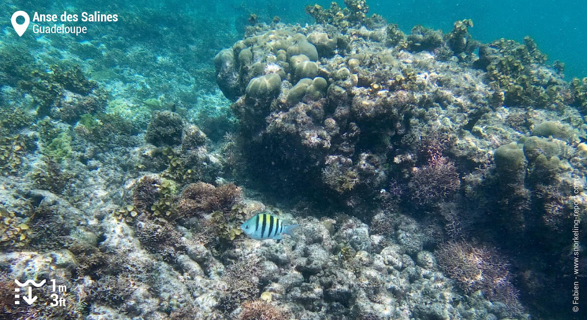 Récif corallien de la Pointe des Chateaux