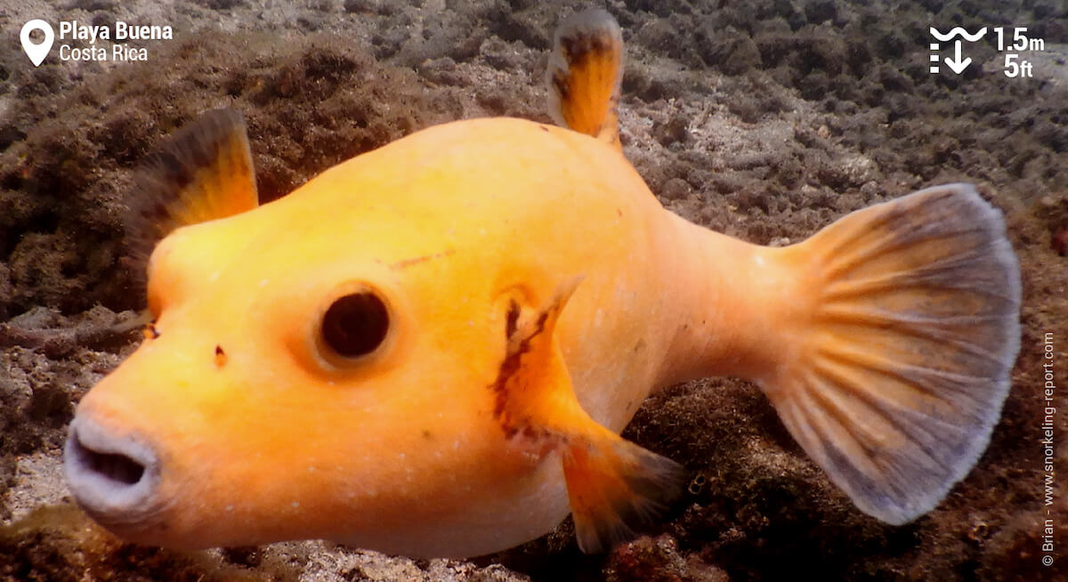 Yellow guineafowl puffer in Playa Buena