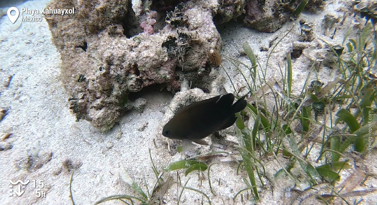 Damselfish at Playa Xahuayxol