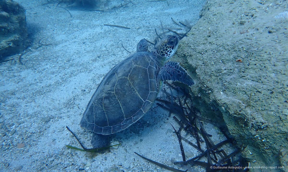 Green sea turtle in Green Bay, Cyprus