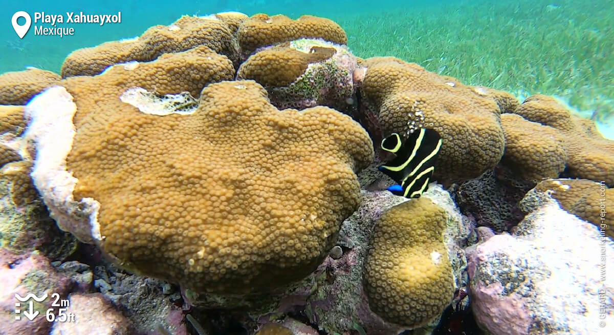 Poisson-ange français à Playa Xahuayxol