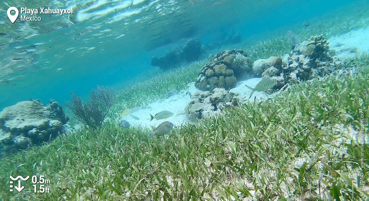 Reef fish above Playa Xahuayxol seagrass beds