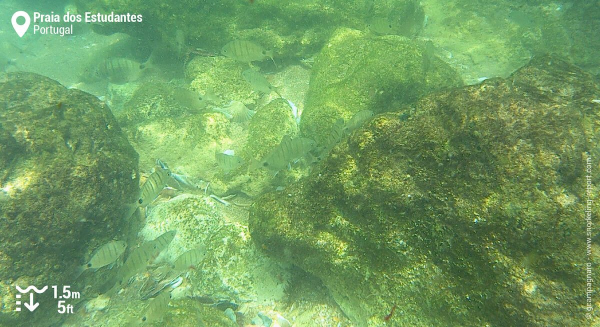 School of seabream at Praia dos Estudantes