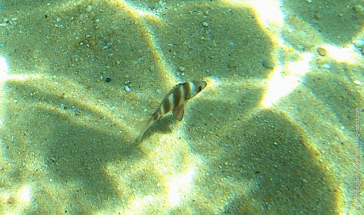 Zebra seabream in Portugal