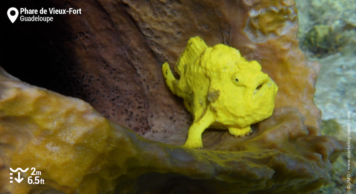 Antennaire jaune en Guadeloupe